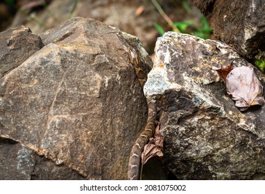 Diamondback Water Snake At Anicalola Falls Tennessee.