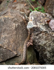 Diamondback Water Snake At Anicalola Falls Tennessee.