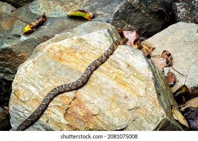 Diamondback Water Snake At Anicalola Falls Tennessee.