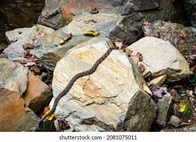 Diamondback Water Snake At Anicalola Falls Tennessee.