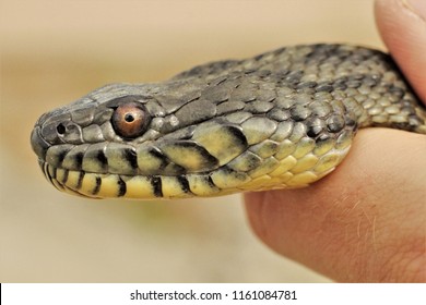 Diamondback Water Snake Closeup