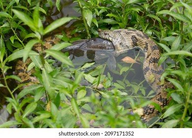 Diamondback Water Snake Eating A Catfish 