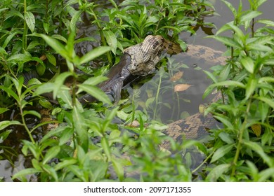 Diamondback Water Snake Eating A Catfish 