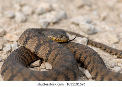 A Diamondback Water Snake With A Light Gray Gravel Background.