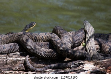 Diamondback Water Snake  - Nerodia Rhombifer