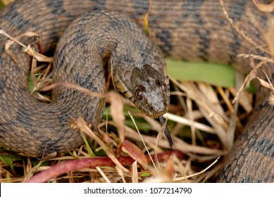 A Diamondback Water Snake From North Weatern Missouri.