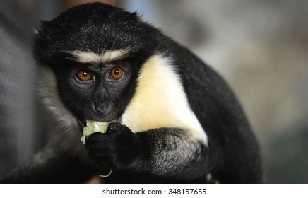 Diana Monkey 