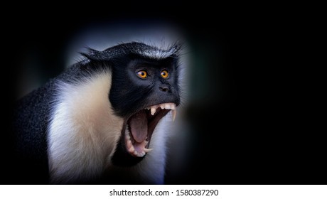 Diana monkey, Cercopithecus diana, a dark backround, scream, crescent-shaped browband, ruff and beard. Wildlife animals. Portrait.