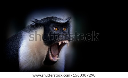 Diana monkey, Cercopithecus diana, a dark backround, scream, crescent-shaped browband, ruff and beard. Wildlife animals. Portrait.