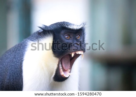 Diana monkey, Cercopithecus diana, a dark backround, scream, crescent-shaped browband, ruff and beard. Wildlife animals. Portrait.