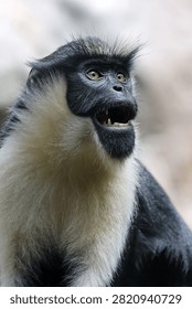 Diana monkey (Cercopithecus diana) looking upward with its mouth open