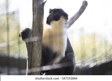 Diana Monkey Guenon Climbing A Tree