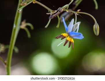 "Dianella revoluta", known as blueberry lily, blue flax-lily, or black-anther flax-lily, a species of flowering plant in the family Asphodelaceae and is endemic to, and widespread in Australia.