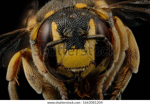 蜂の直喩 蜂の頭のふわふわした顔の接写 飛ぶ昆虫 蜂のマクロレンズ 蜂の毛羽立った頭の接写 飛ぶ昆虫 バージニア州の新記録 の写真素材 今すぐ編集