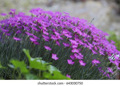 Dianthus Alpinus Blossoms