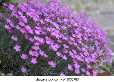 Dianthus Alpinus Blossoms