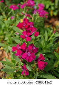 Dianthus Alpinus In The Garden.