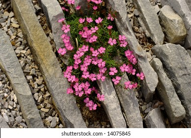 Dianthus Alpinus On Rocks