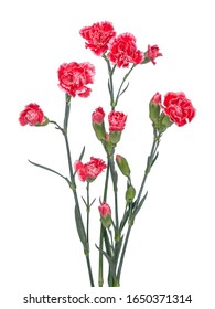 1,385 Carnation spray Images, Stock Photos & Vectors | Shutterstock