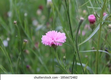 Dianthus Caryophyllus Colourful Flower  In Garden