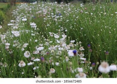 Dianthus Caryophyllus Colourful Flower  In Garden