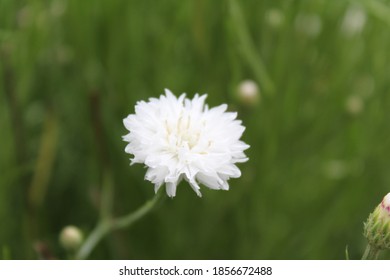 Dianthus Caryophyllus Colourful Flower  In Garden