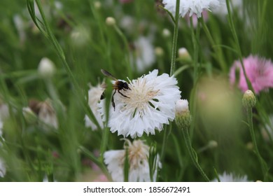 Dianthus Caryophyllus Colourful Flower  In Garden