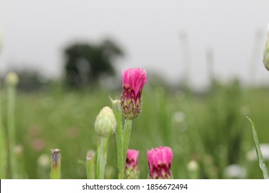 Dianthus Caryophyllus Colourful Flower  In Garden