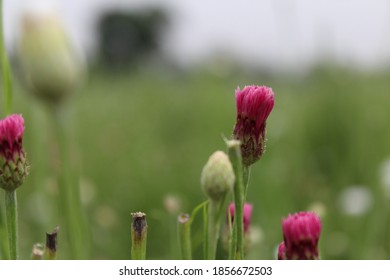 Dianthus Caryophyllus Colourful Flower  In Garden