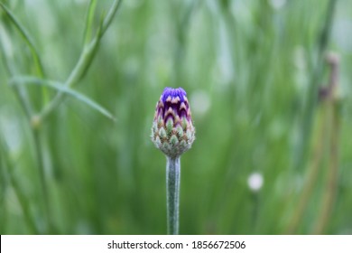 Dianthus Caryophyllus Colourful Flower  In Garden