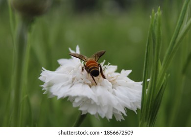 Dianthus Caryophyllus Colourful Flower  In Garden