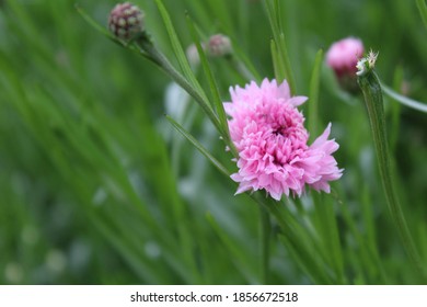 Dianthus Caryophyllus Colourful Flower  In Garden