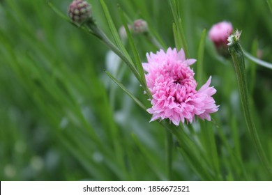 Dianthus Caryophyllus Colourful Flower  In Garden