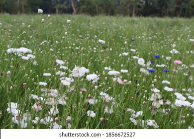 Dianthus Caryophyllus Colourful Flower  In Garden