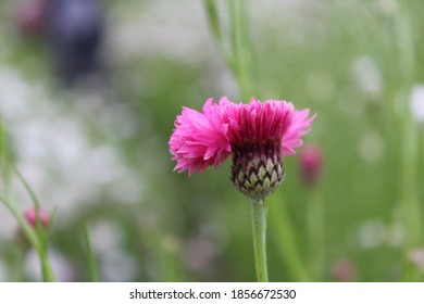 Dianthus Caryophyllus Colourful Flower  In Garden