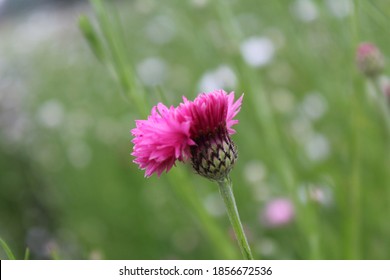 Dianthus Caryophyllus Colourful Flower  In Garden