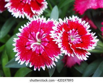 Dianthus chinensis (China Pink) Flowers 