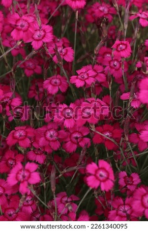Dianthus deltaoides Brilliant in Plants and Perennials