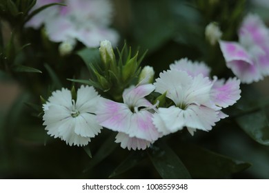 Dianthus Deltoides (Maiden white) Flowers