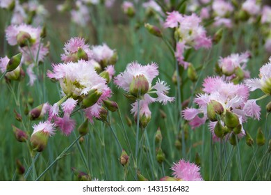 Dianthus 'Early Bird Frosty' (Pinks). Pure White Double Flowers On Sturdy Stems. Wonderful Fragrance! Beautiful Delicate Flowers For Postcards