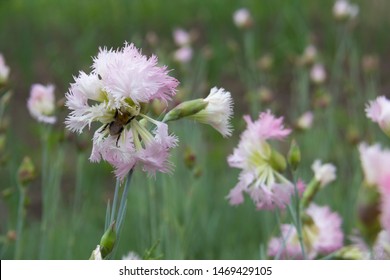 Dianthus 'Early Bird Frosty' (Pinks). Pure White Double Flowers On Sturdy Stems. Wonderful Fragrance! Beautiful Delicate Flowers For Postcards