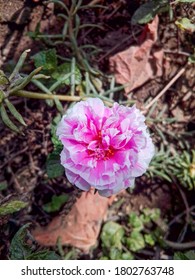 Dianthus Early Bird White And Pink In The Garden