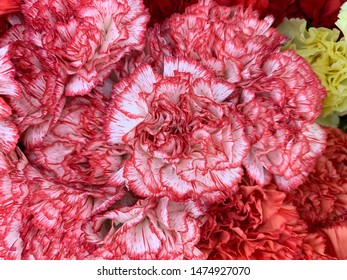 Dianthus Flowers Candy Floss, Pink Flowers, Abstract Background