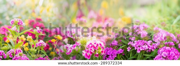 dianthus flowers on blurred summer garden or park\
background, banner for\
website