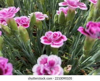 Dianthus Pink Kisses In My Garden