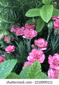 Dianthus Pink Kisses In My Garden