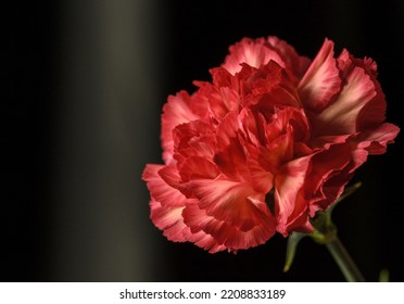 Dianthus Red Flower Plant Which Are The Family Of Caryophyllaceae