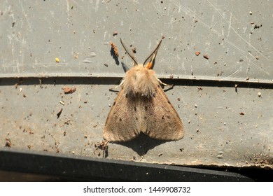 Diaphora Mendica, The Muslin Moth