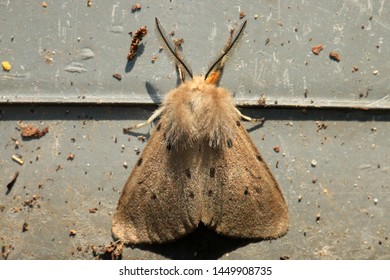 Diaphora Mendica, The Muslin Moth