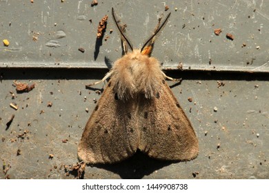 Diaphora Mendica, The Muslin Moth